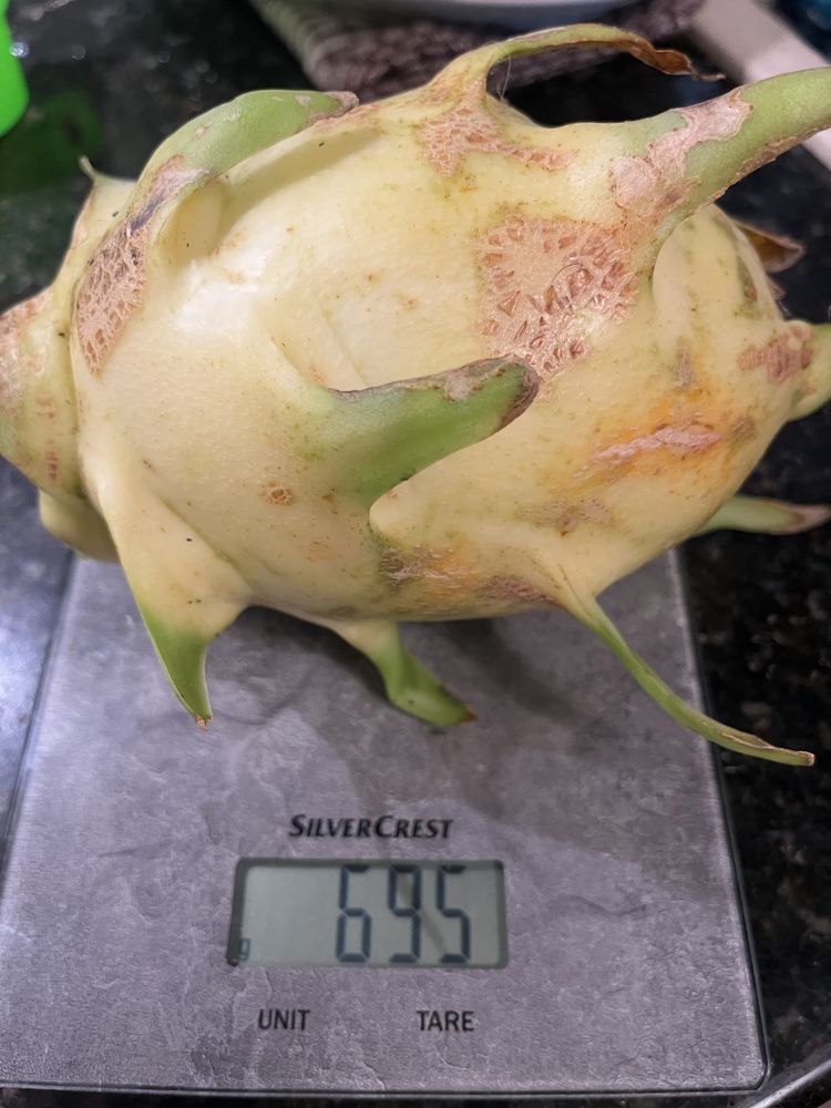 Pitaya fruto do dragão