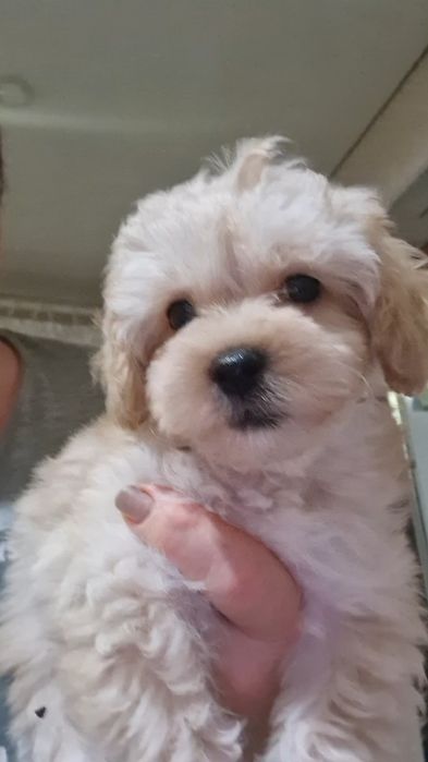 Мальтіпу хлопчик