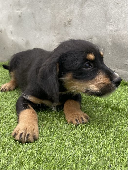 Cachorrinho para adoção gratuita