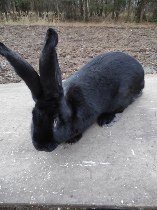 Sprzedam ładną czarna samiczkę