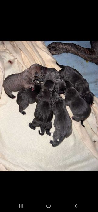 Blue American Staffordshire Terrier Amstaff szczenieta