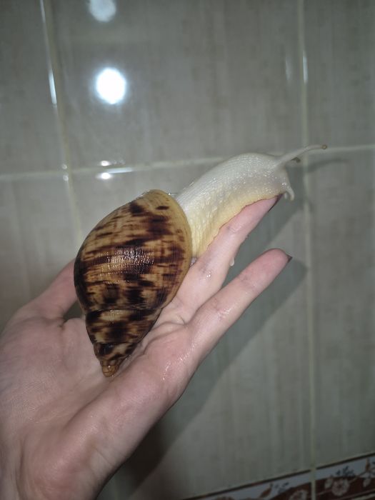 Ахатина ретикулята альбіно боді равлики 3-4 місячні