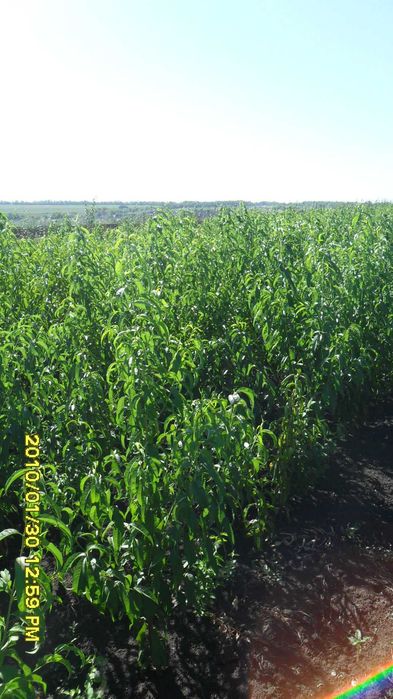 Саджанці плодових дерев, персик, сливи, груші