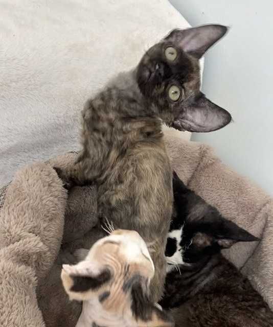 Гіпоалергенні кошенята Девон Рекс