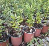 Eugenias para sebes últimas unidades  a partir 3€