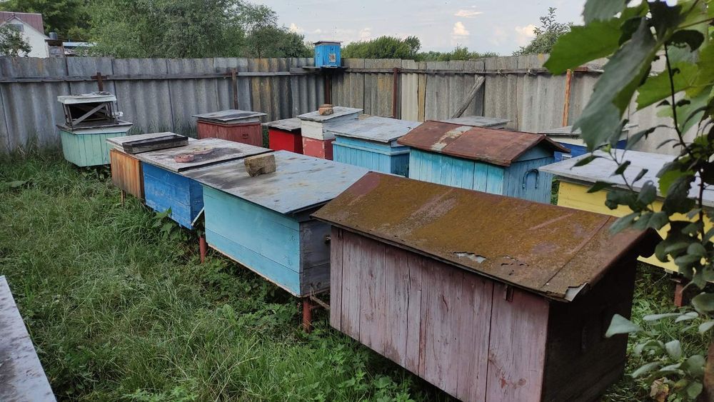 Продається пасіка