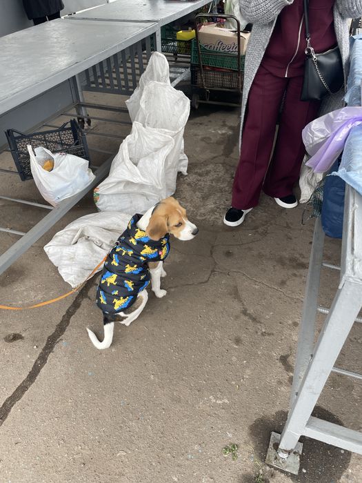 Собака, дівчинка бігль