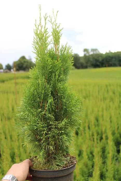 Tuja Szmaragd doniczka 1,5-2l, 80cm-120cm