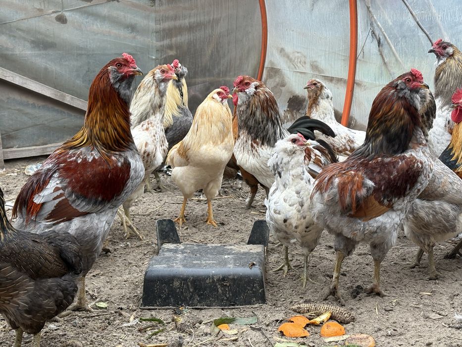 Araucana bezogoniasta koguty