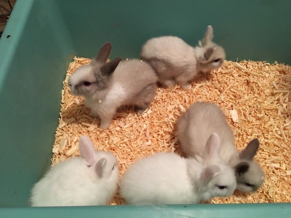 Декоративные львиноголовые кролики