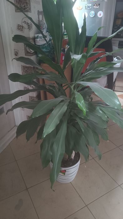 Dracena duża ponad metr wysokosci