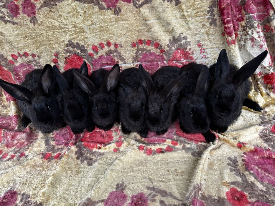 Кролі Обмін помість