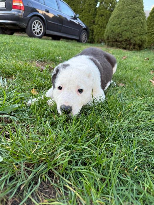 Owczarek Środkowoazjatycki