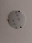 Plafond patas animais