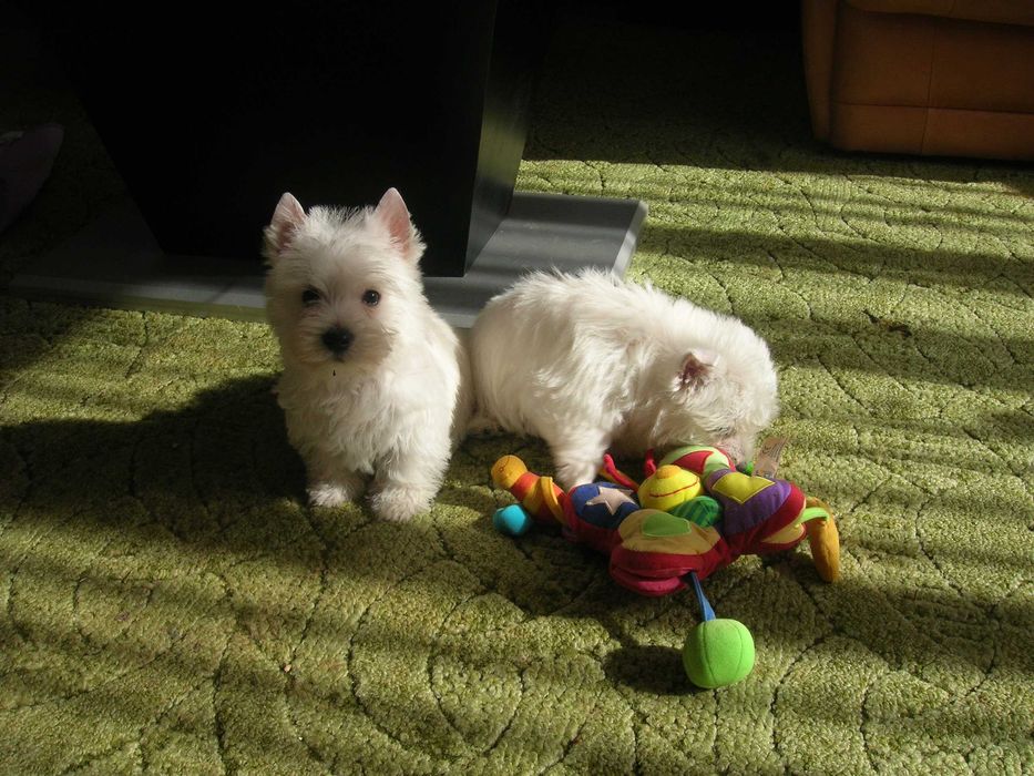 West Terrier -śnieżynka już do odbioru