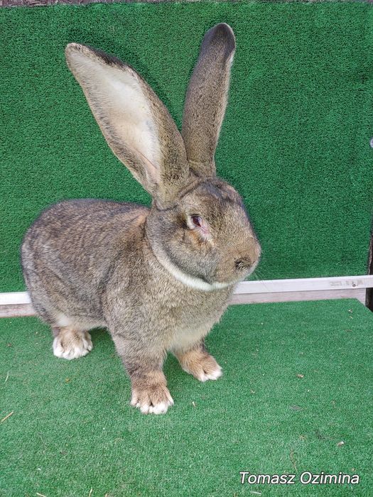 Belgijski Olbrzym samiec