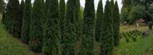 Thuja occidentalis "Smaragd" - WYPRZEDAŻ!!!