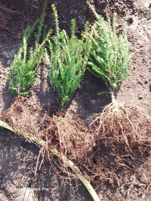 Cis pospolity,  taxus baccata