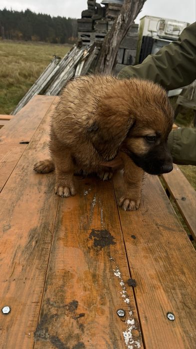 Oddamy psy samce sztuk 4