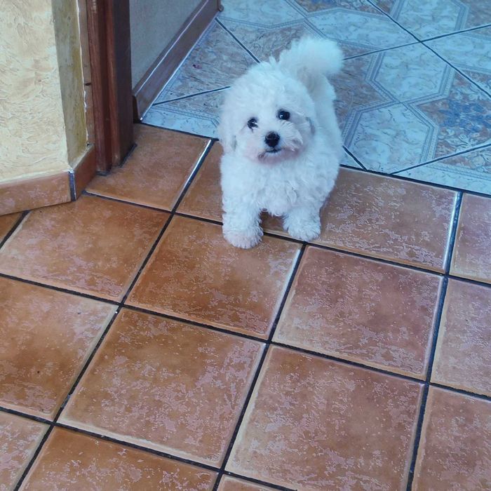 Bichon Frise > piesek.