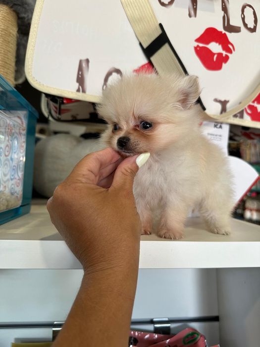 Lulu Pomerânia lindíssima