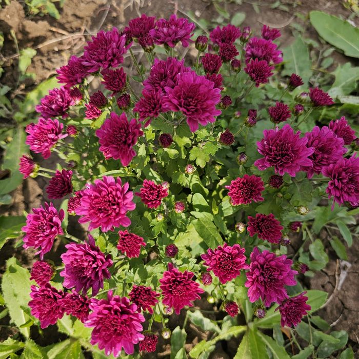 Шаровидна хризантема мультифлора