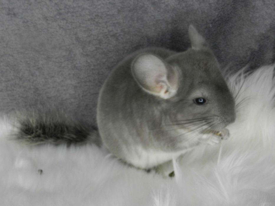 Szynszyla Szynszyl FIOLET fioletowy + wyprawka