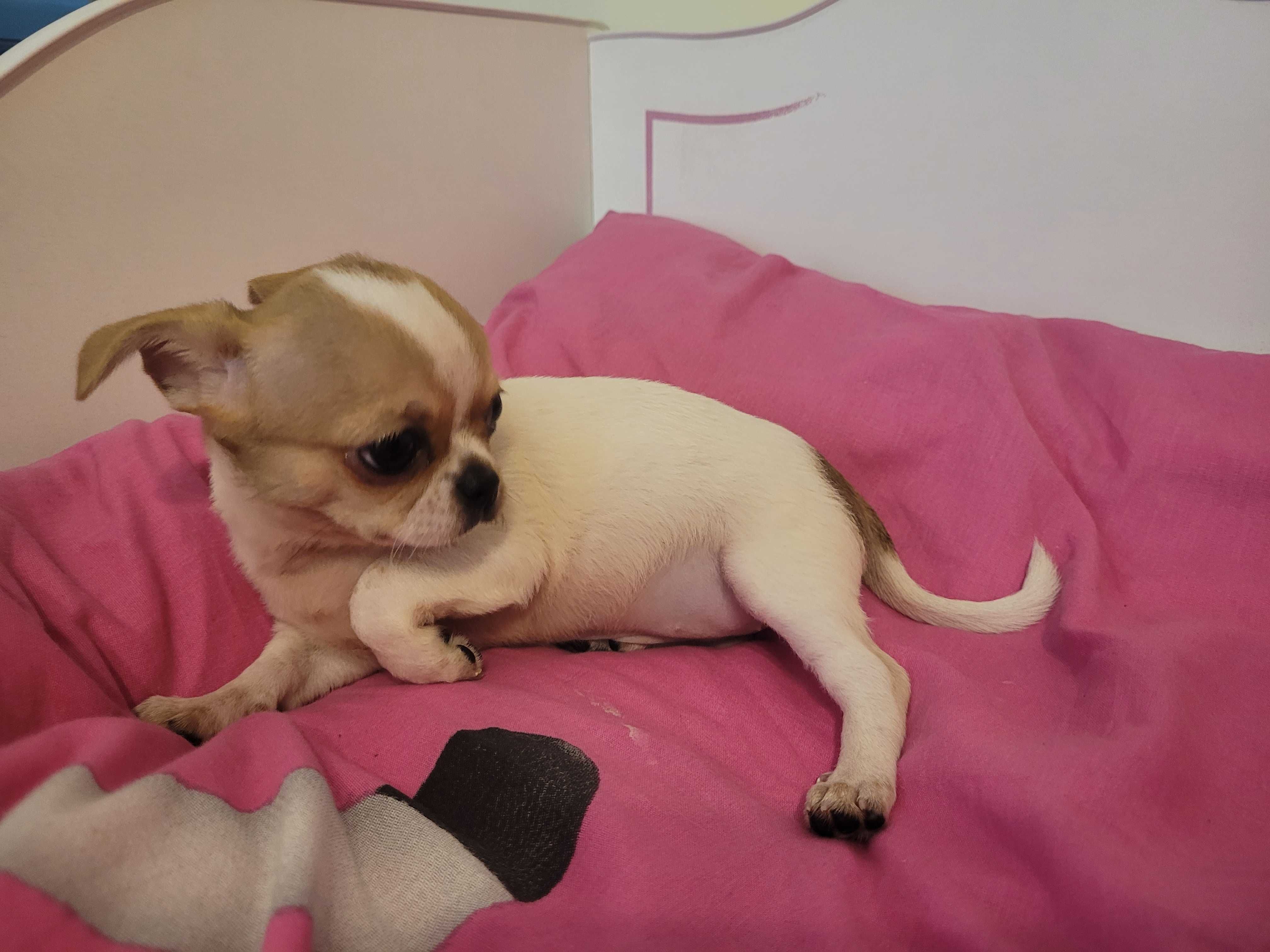 Kapitalnej budowy miniaturka Chihuahua