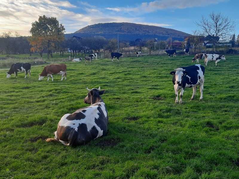 krowy mleczne - likwidacja stada