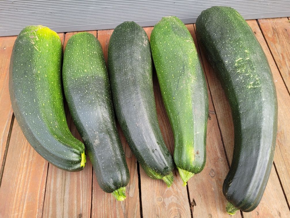 Cukinia duża cukinie 30-40cm pod zamówienie
