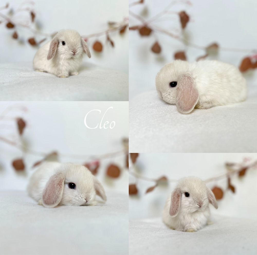 Króliczki Mini rasy Karzełek Teddy oraz Karzełek Niderlandzki