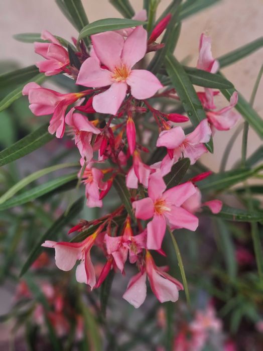 Олеандр 5 річний