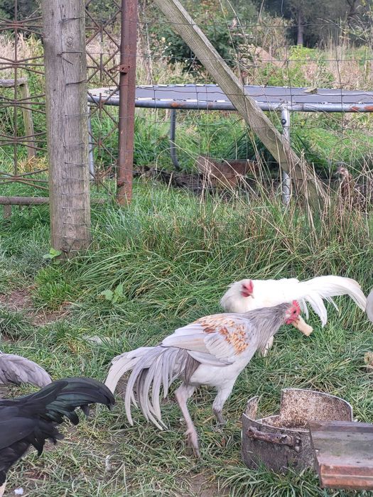zmienią kurnik młode  feniks cena 100 zł parka