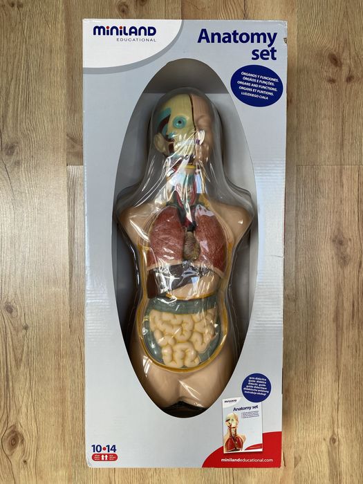 Zestaw do nauki anatomii Miniland ML99020