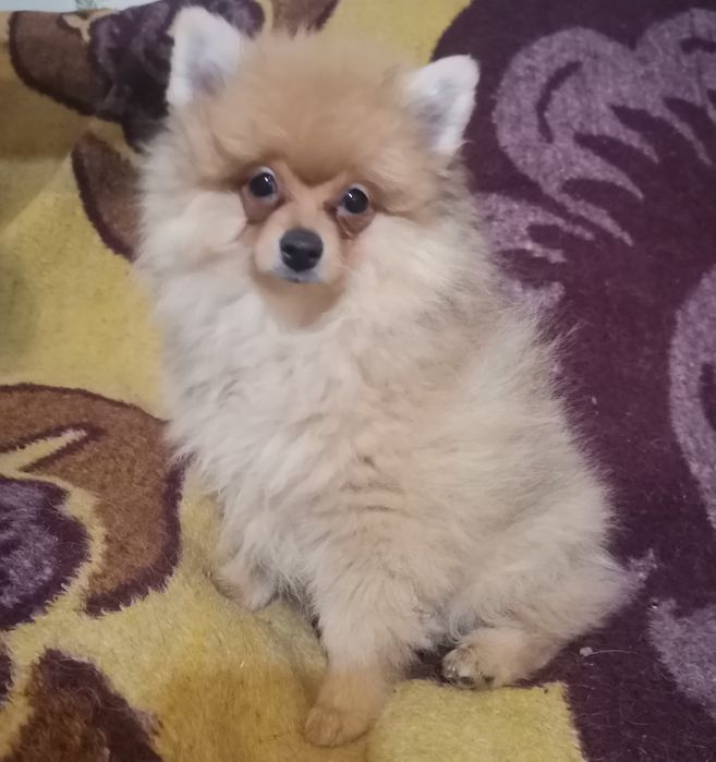 Померанский шпиц