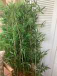 Bambu artificial