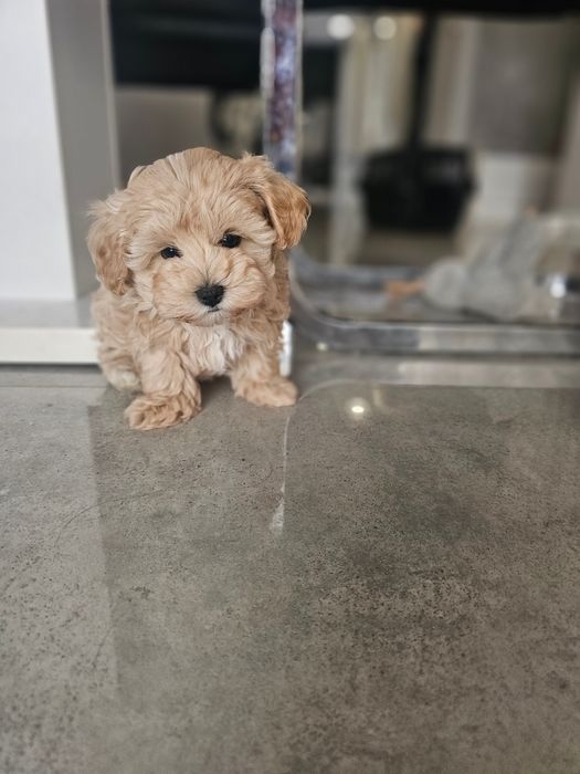 Obejrzyj Filmik Cudny Chłopczyk Maltipoo