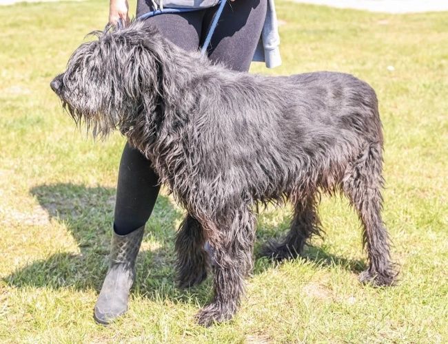 Andzia do adopcji!