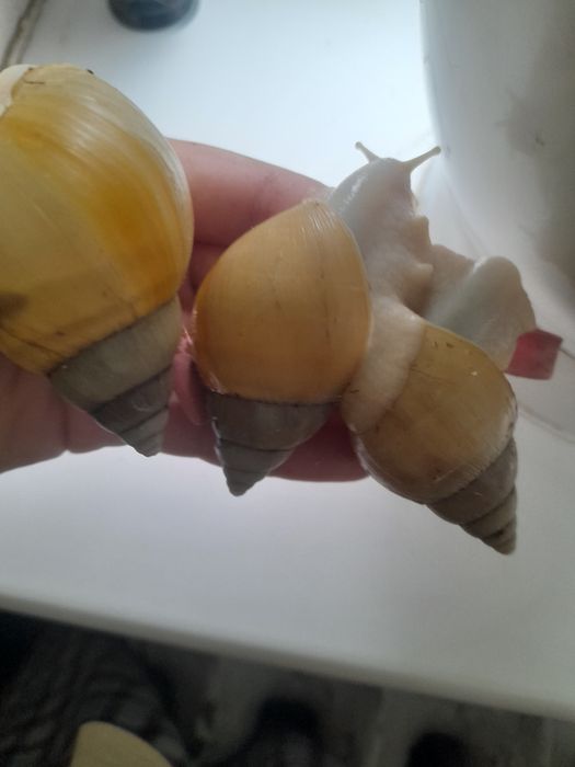 бронь равликів,Ахатина фулика родація альбіно