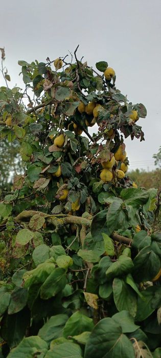 Pigwa ekologiczna, jabłkowa i olbrzymia, bez chemii