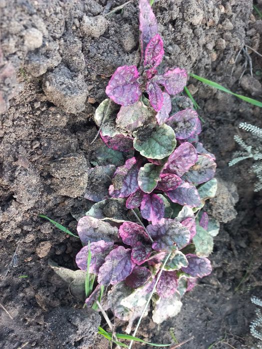 Живучка зелено-коричнева, фіолетова та варієгатна