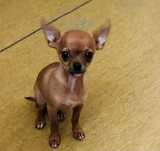 Oddam chihuahua 3 miesiące