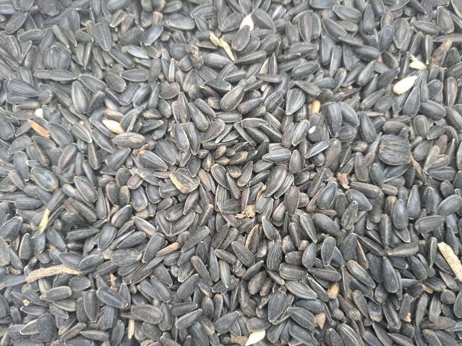 WYSYŁKA Słonecznik 2025 ziarno ładne grube suche 20kg woreczek