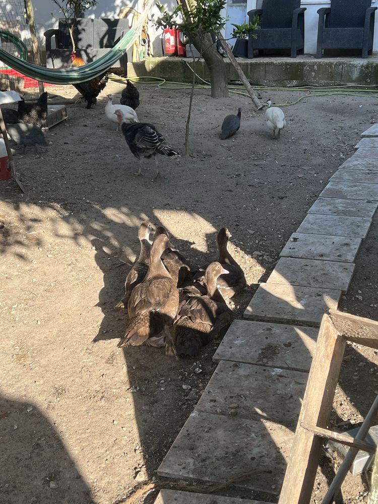 Vendo Pombos Brancos para casamentos e batizados