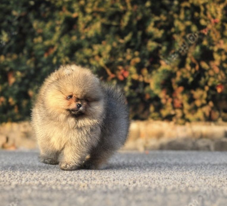 Pomeranian/szpic miniaturowy