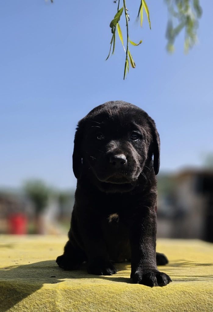 labrador retriever de alta qualidade