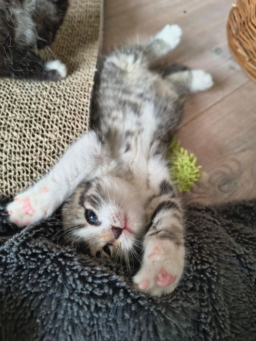 DWUPAK Dwie małe kotki do adopcji tylko WSPÓLNIE