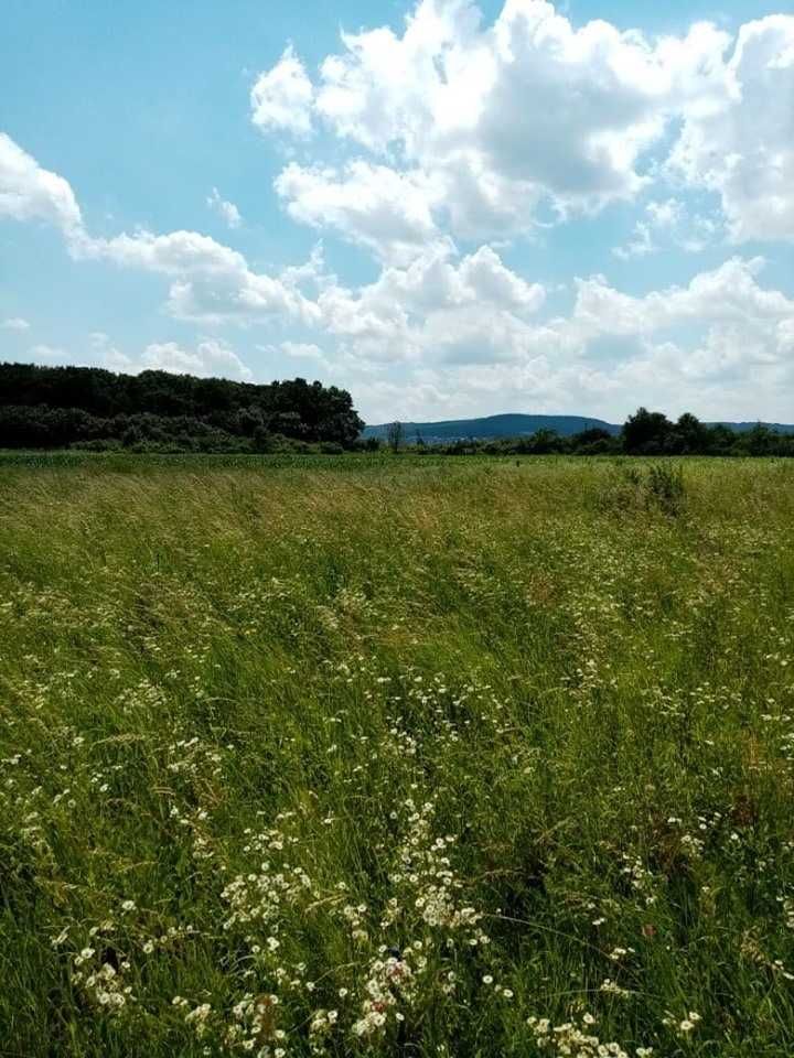 Продаж ділянки у селі Кам'янопіль