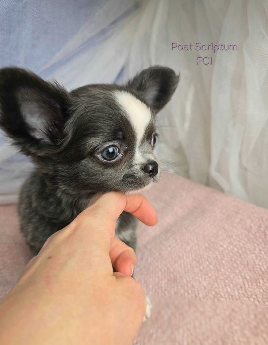 Chihuahua długowłosa suczka błękitna niebieska ZKwP FCI