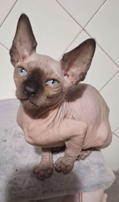 Котята канадский сфинкс